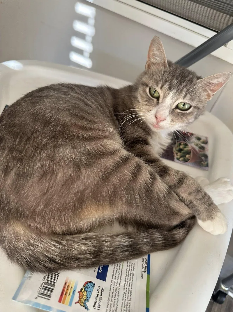 A young small-sized female Domestic Short Hair cat named Emerald for adoption in Clarksville, TN