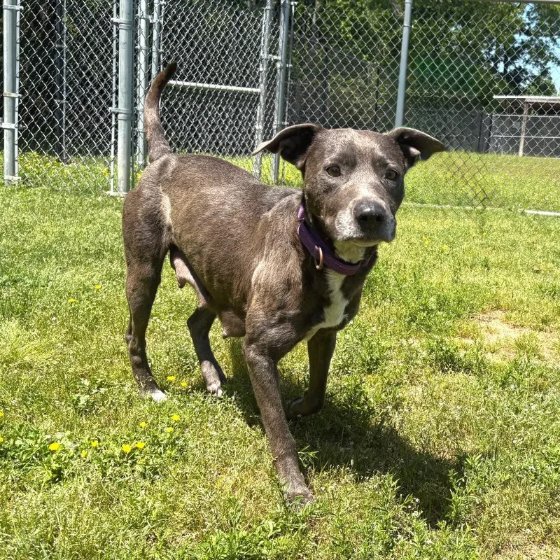 An adult medium-sized female Gray / Blue / Silver Pit Bull Terrier dog named Millie Grace for adoption in Cabot, AR