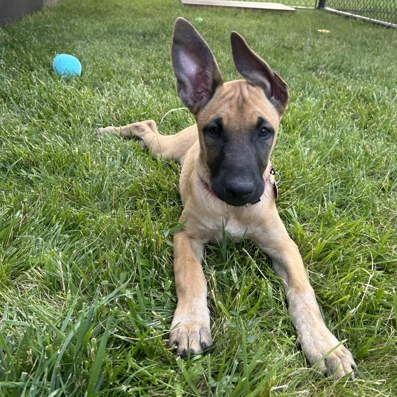 A baby small-sized female Brown / Chocolate Belgian Shepherd / Malinois dog named Balsamic Vinaigrette for adoption in Wheeling, IL