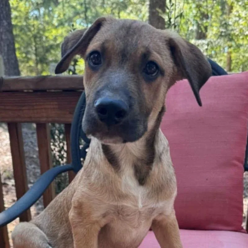 A baby medium-sized male Yellow / Tan / Blond / Fawn Mixed Breed dog named Fawks for adoption in Alexandria, VA
