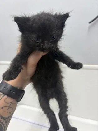 A baby small-sized male Domestic Medium Hair cat named Anchovy for adoption in West Chester, PA