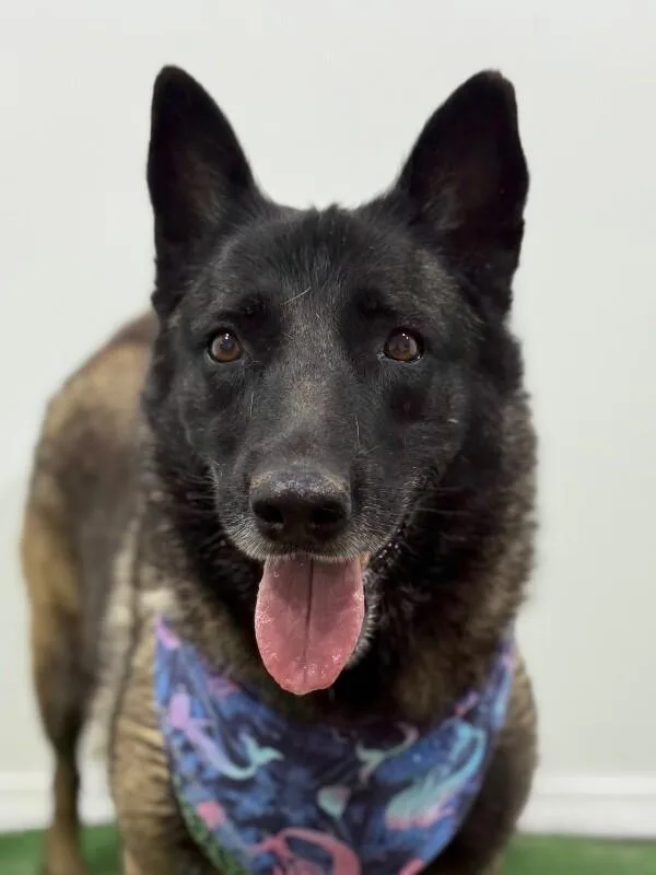 An adult large-sized female Brindle Belgian Shepherd / Sheepdog dog named Bonnie Tyler for adoption in Carlsbad, CA