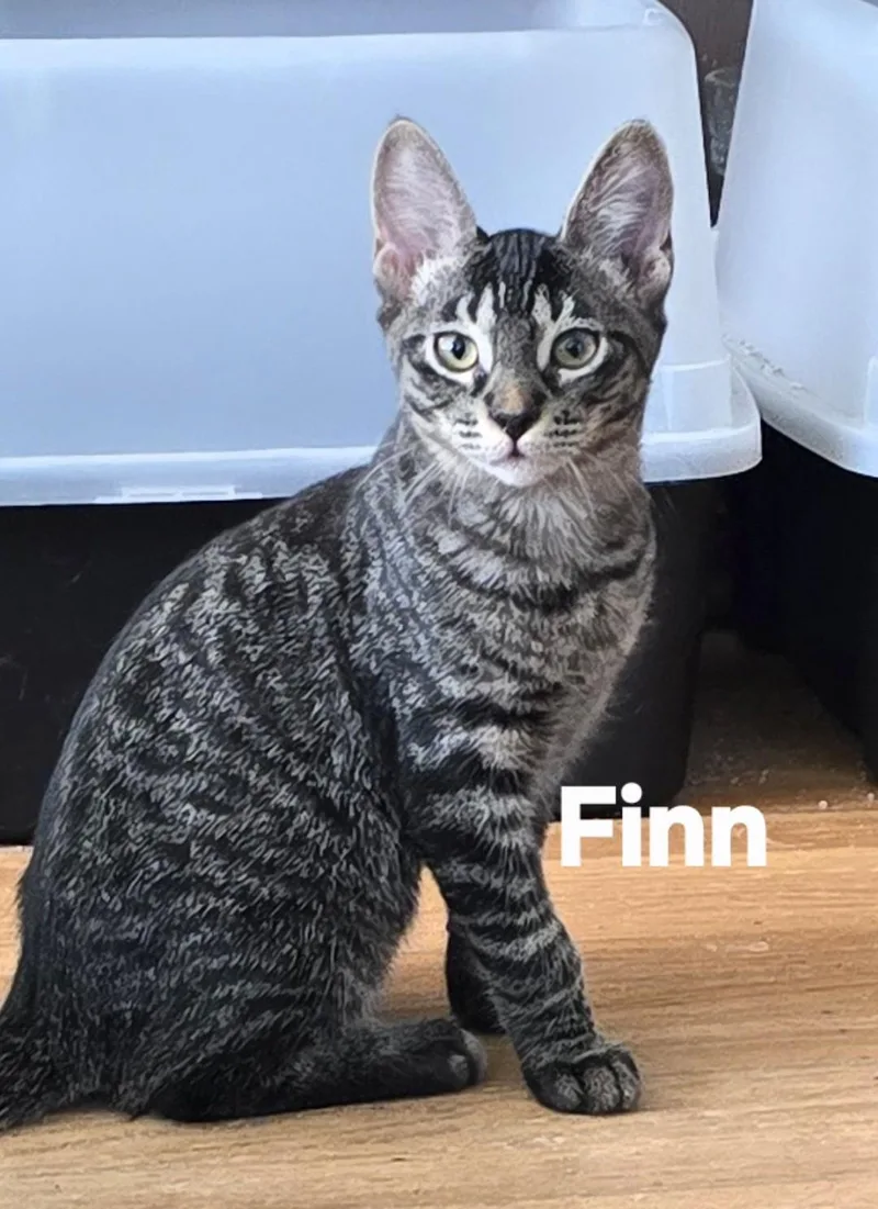 A baby medium-sized male Tabby (Gray / Blue / Silver) Tabby cat named Finn for adoption in Vacaville, CA