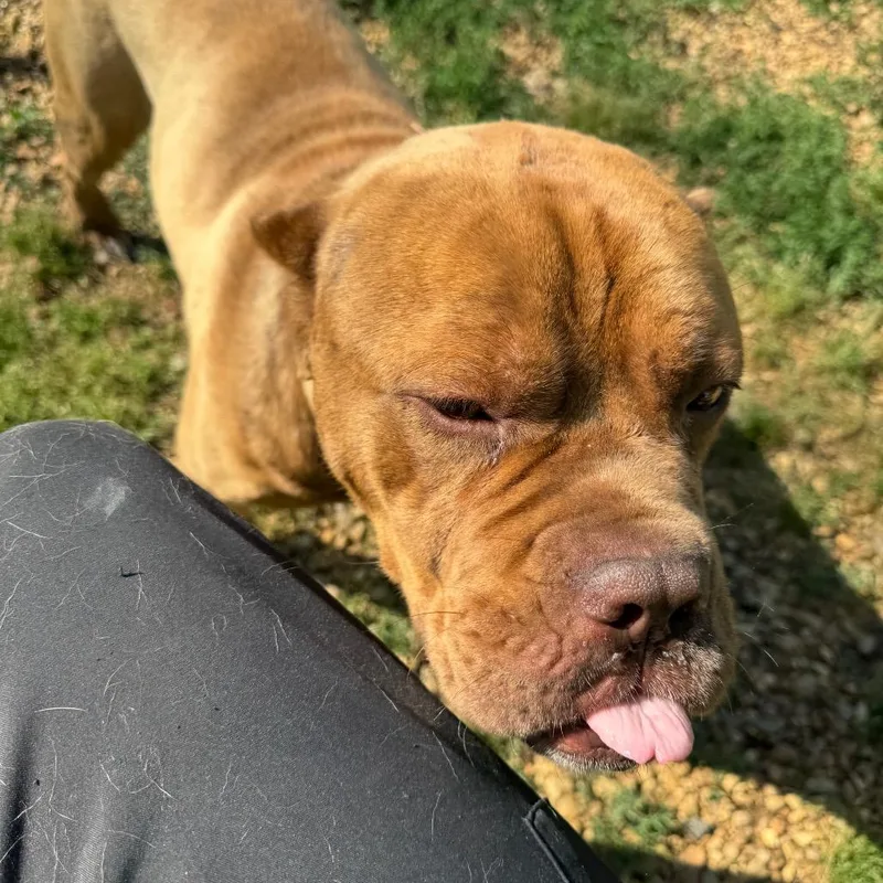 An adult large-sized male Red / Chestnut / Orange Mastiff dog named Markem for adoption in Birmingham, AL