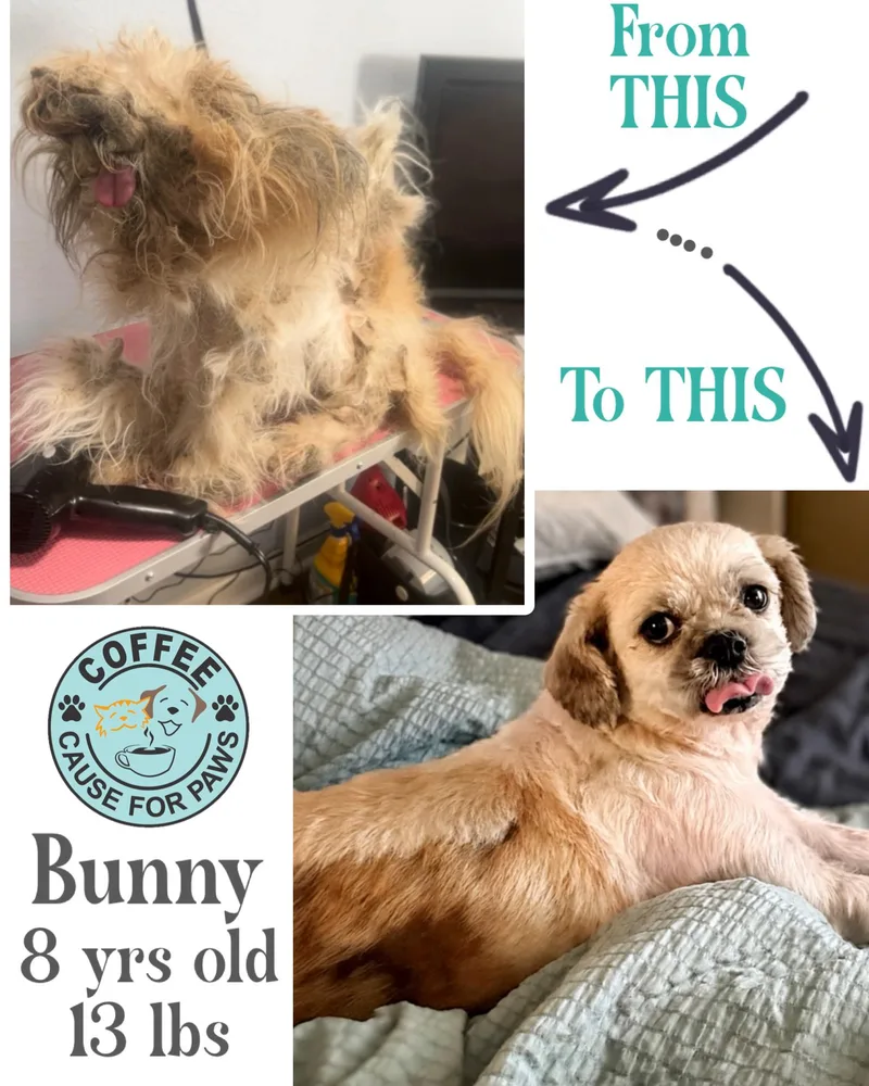 Bunny thumbnail 2