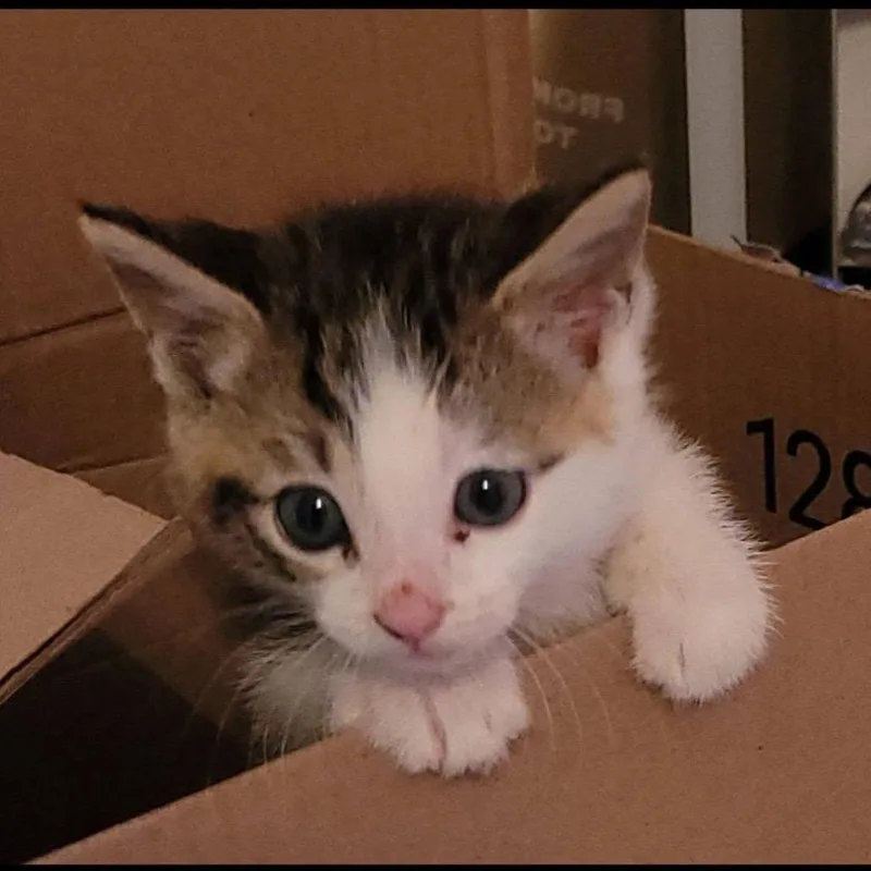A baby small-sized male Brown / Chocolate Domestic Short Hair cat named Gerald for adoption in Granville, OH