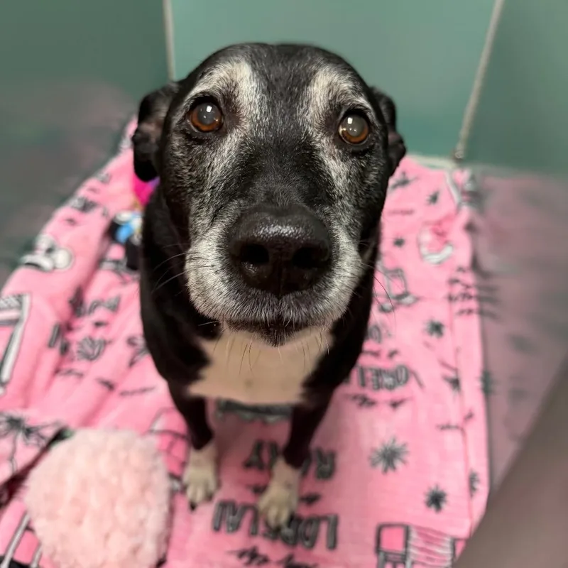A senior large-sized male Black Mixed Breed dog named Jedi for adoption in Titusville, FL