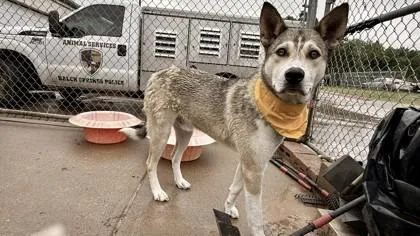 A baby large-sized male Husky dog named Kingston for adoption in Balch Springs, TX