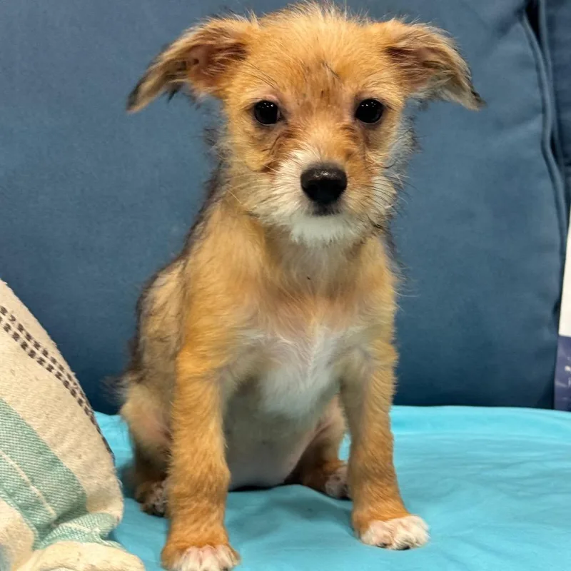 A baby small-sized female Yellow / Tan / Blond / Fawn Terrier dog named Carly for adoption in Indiantown, FL