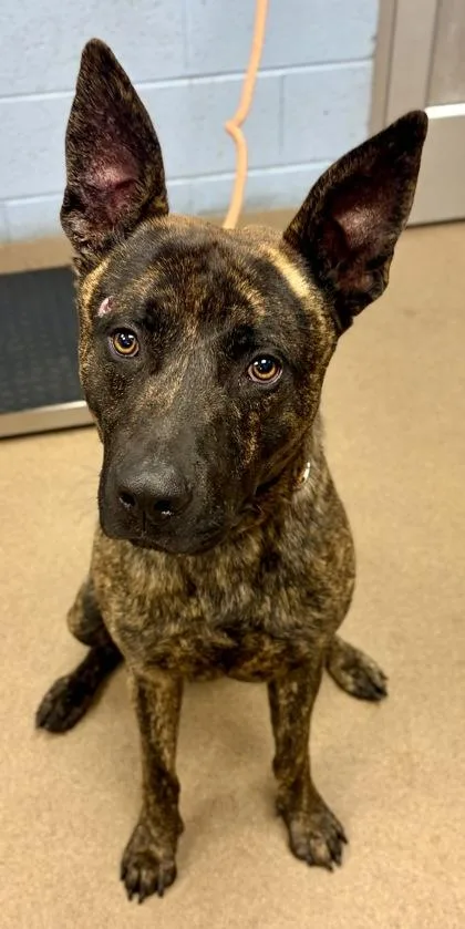 An adult large-sized male Mixed Breed dog named Perie for adoption in Chamblee, GA