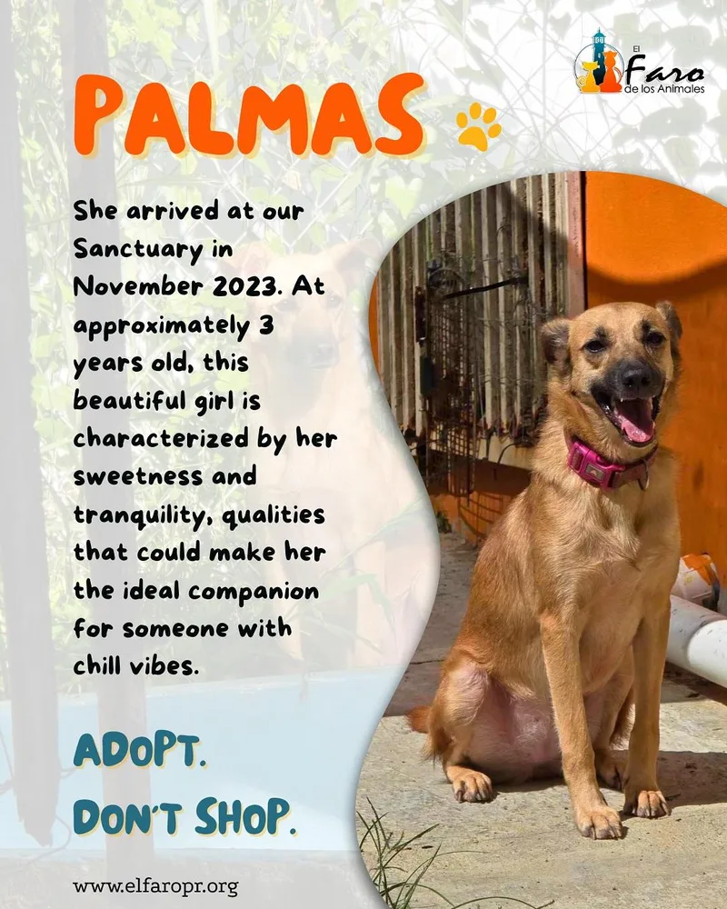 Palmas thumbnail 3