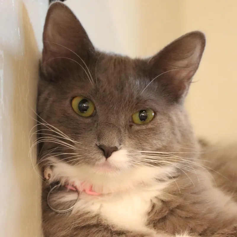 Leviathan thumbnail 2