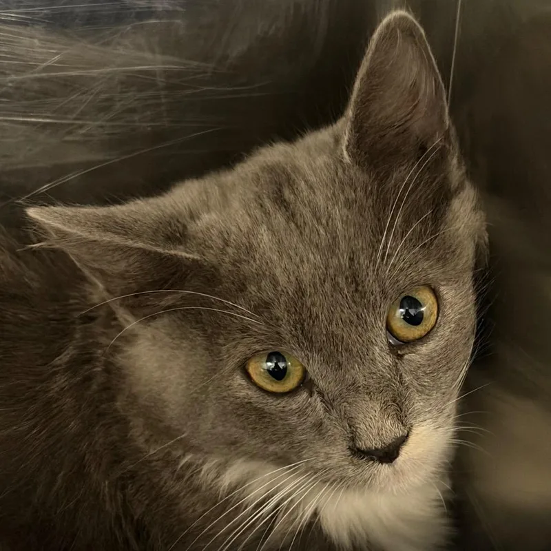 Leviathan thumbnail 3