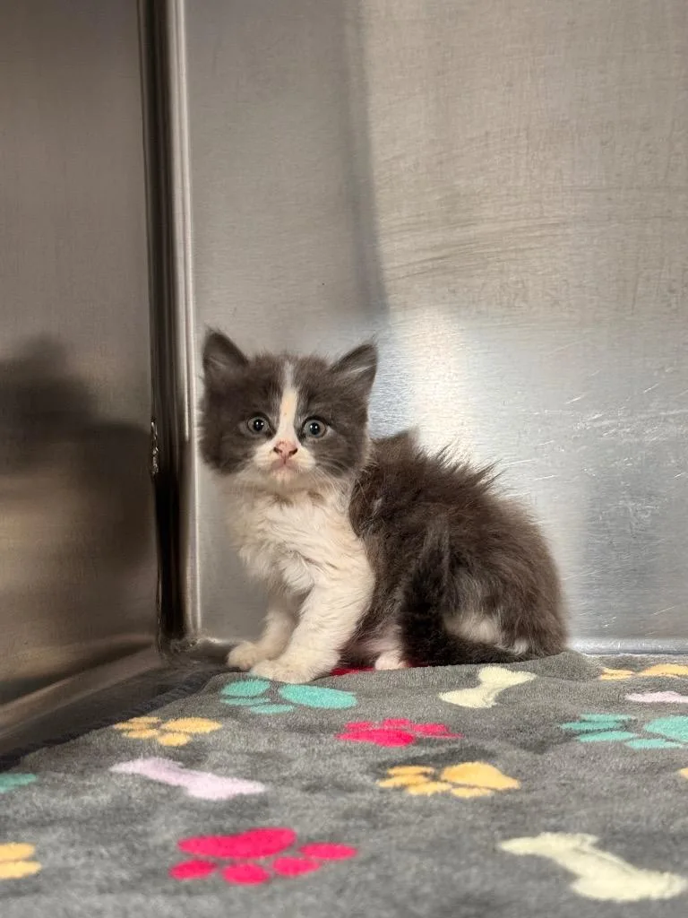 A baby small-sized female Domestic Short Hair cat named Oceana for adoption in Labelle, FL