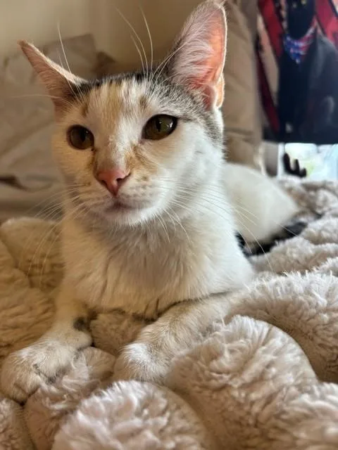 A young medium-sized female Calico cat named Sandy for adoption in Eagle, CO