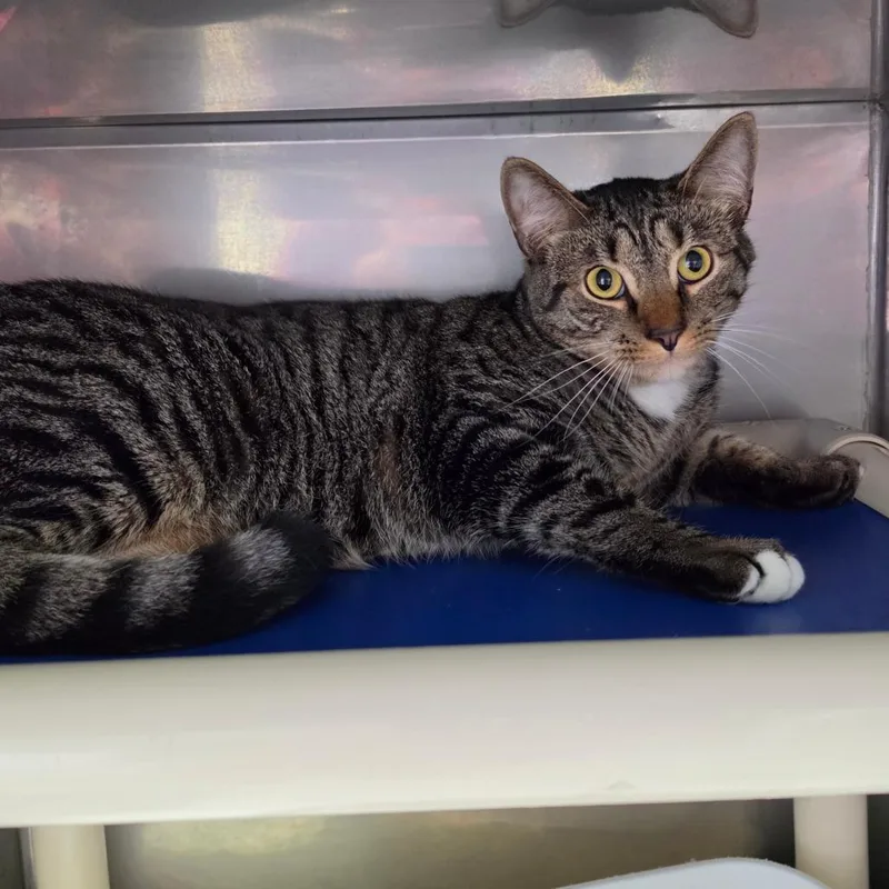 A young large-sized male Brown / Chocolate Domestic Short Hair cat named Hawking for adoption in Jefferson city, TN