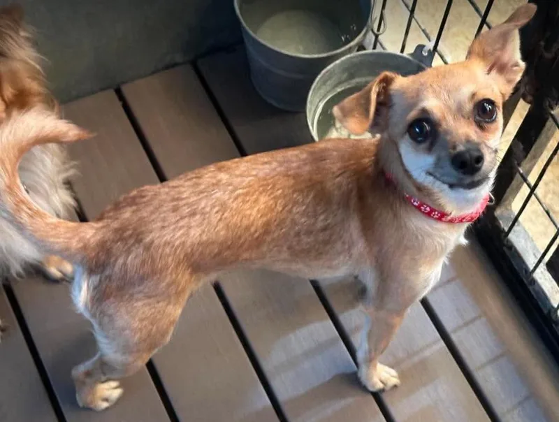 A young small-sized female Chihuahua dog named Mia in TX for adoption in Cranston, RI