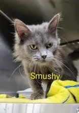 A young small-sized female Gray / Blue / Silver Domestic Medium Hair cat named Smushy for adoption in Moline, IL