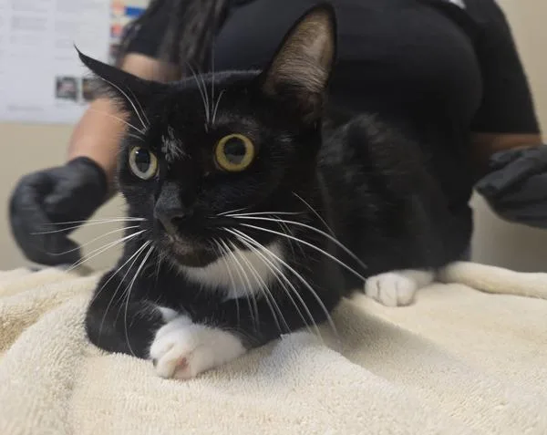 An adult small-sized male Domestic Short Hair cat named Puppy for adoption in Oceanside, CA