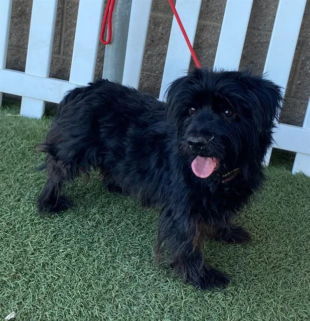 An adult medium-sized male Yorkshire Terrier dog named Bubba for adoption in Modesto, CA