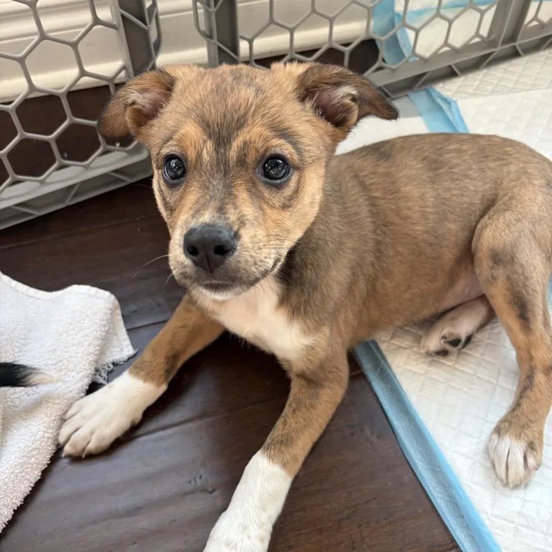 A baby small-sized female Brindle Plott Hound dog named Willow for adoption in Ferndale, MI
