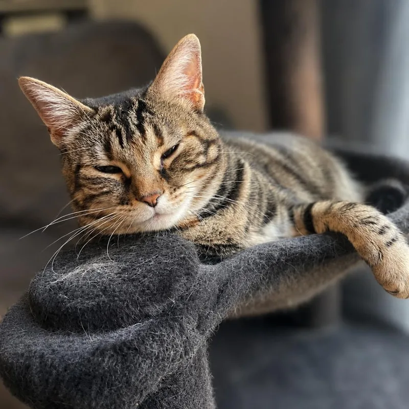 An adult extra large-sized female Domestic Short Hair cat named Sookie Sweet for adoption in Chantilly, VA