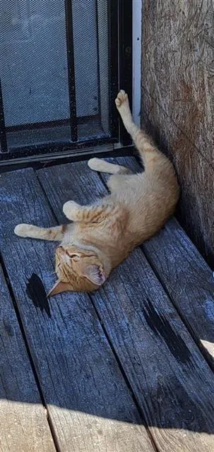 A young medium-sized female Domestic Short Hair cat named Stella for adoption in San Antonio, TX