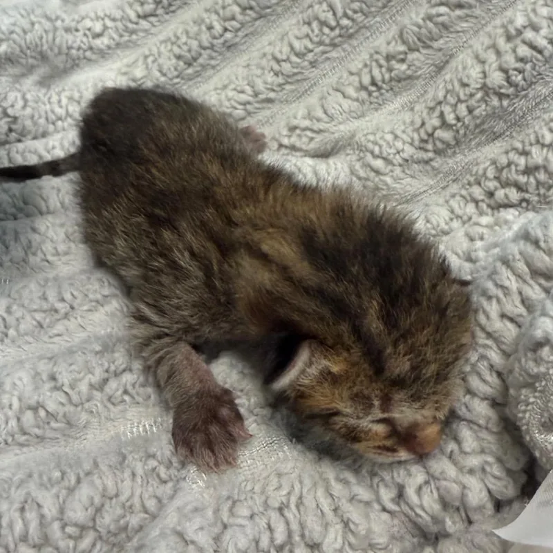 A baby small-sized male Brown / Chocolate Domestic Short Hair cat named Saunders for adoption in League City, TX
