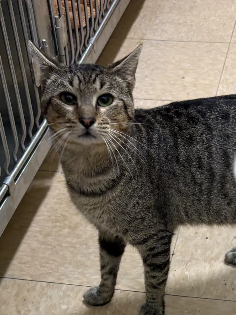 A young small-sized male Domestic Short Hair cat named Salm for adoption in Little Rock, AR