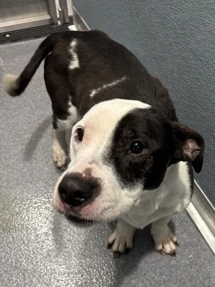 An adult small-sized male Mixed Breed dog named Chocolate Chip for adoption in West Chester, PA