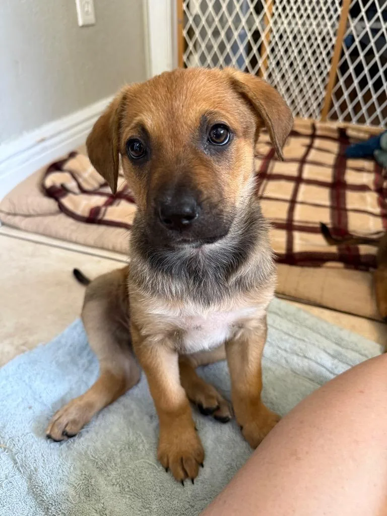 A baby medium-sized female Labrador Retriever dog named Stevie for adoption in Orlando, FL