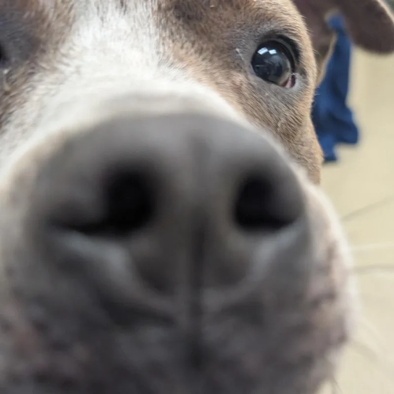 Woofus thumbnail 6