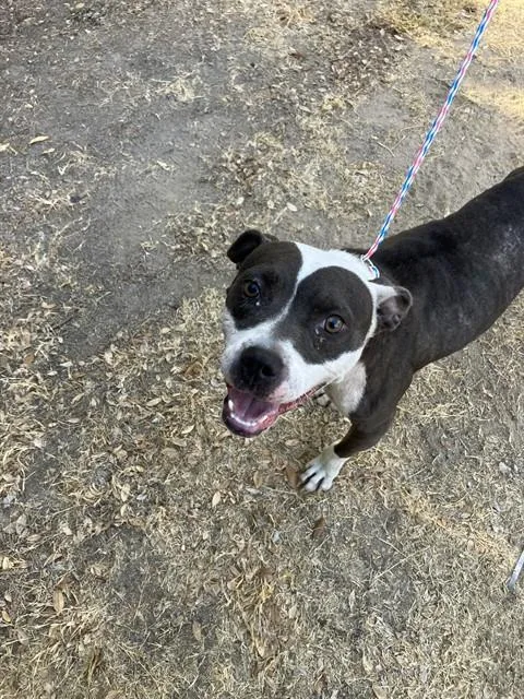 A young medium-sized female Mixed Breed dog named Nina for adoption in Dallas, TX