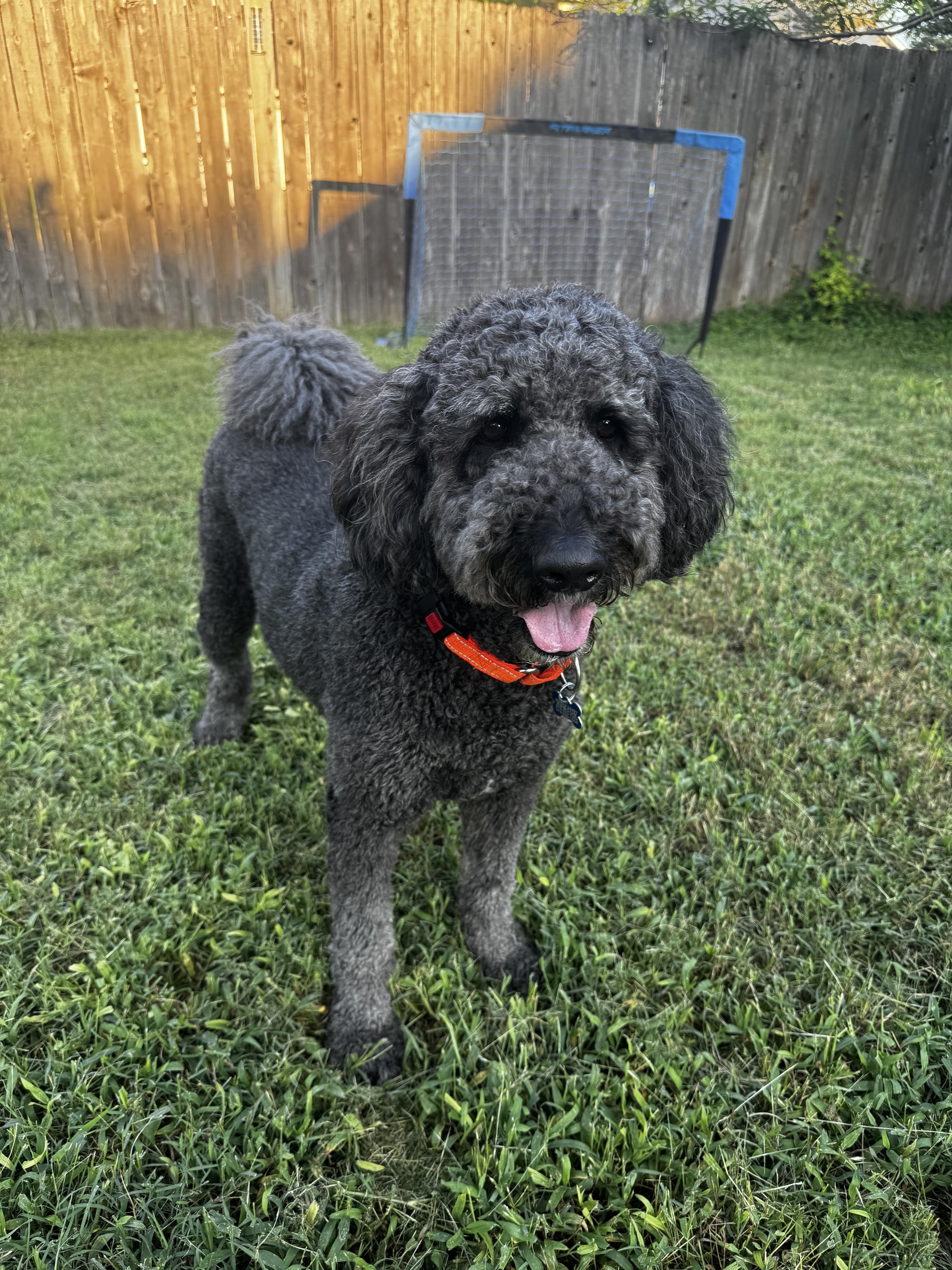 A young large-sized male Poodle dog named Shadow Slate for adoption in Garland, TX
