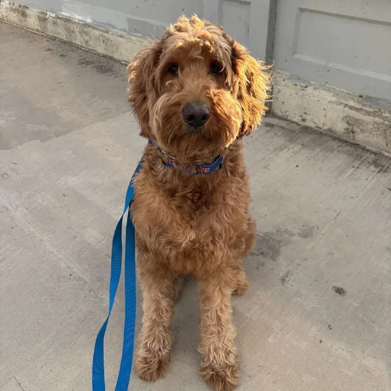 An adult large-sized male Apricot / Beige Golden Retriever dog named Kona D for adoption in Princeton, MN