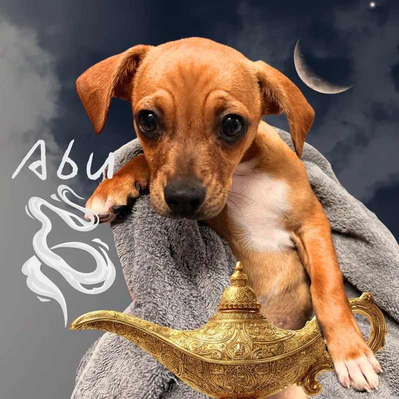Abu