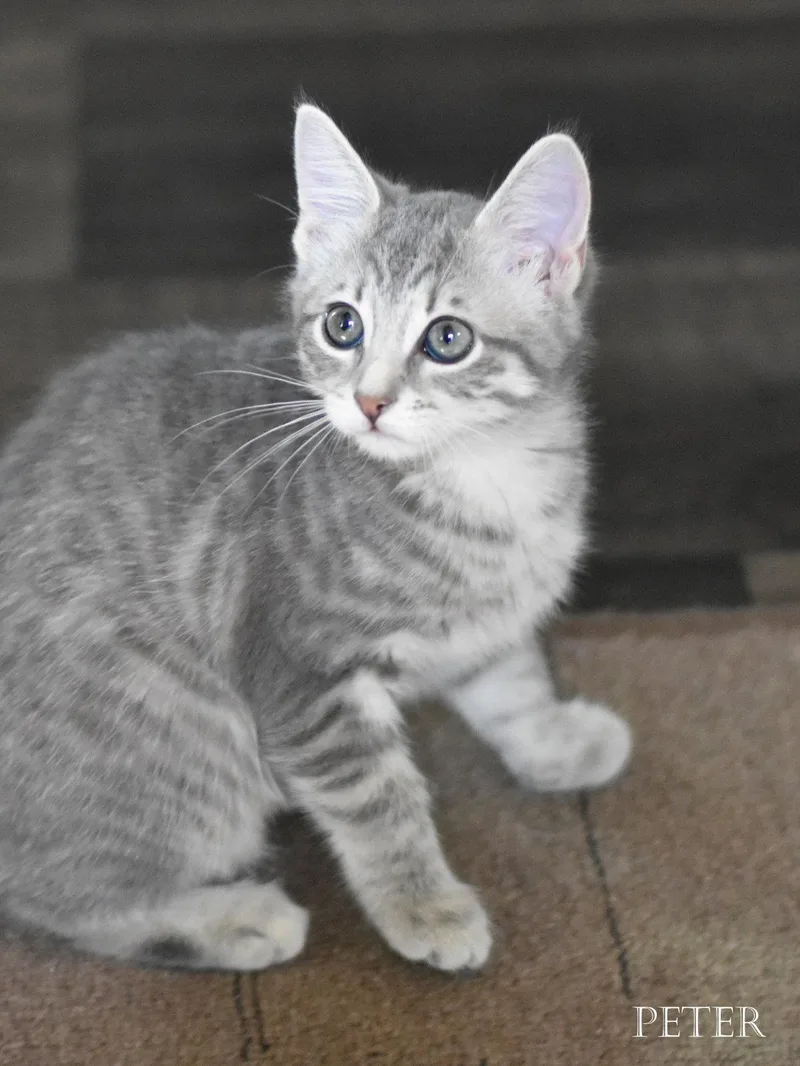 A young medium-sized male Tabby cat named Peter for adoption in Montgomery, TX