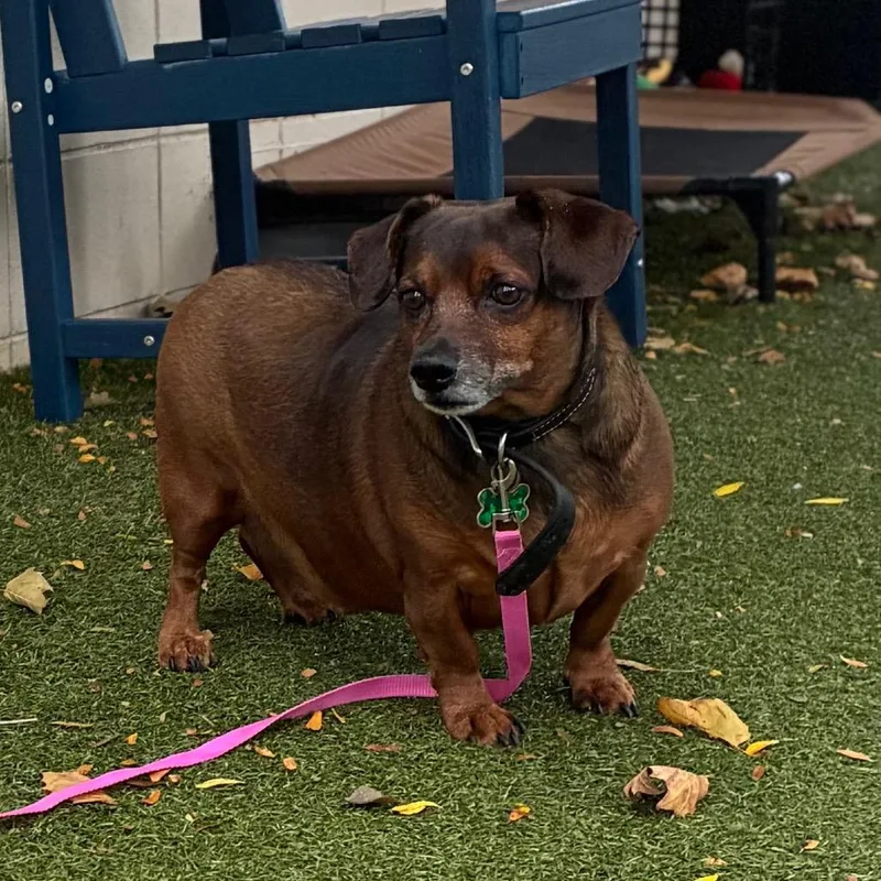 A senior small-sized male Brown / Chocolate Chihuahua dog named Ciunas for adoption in Providence, RI