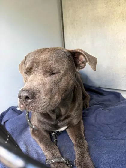 An adult large-sized male Pit Bull Terrier dog named Goober for adoption in Gainesville, FL