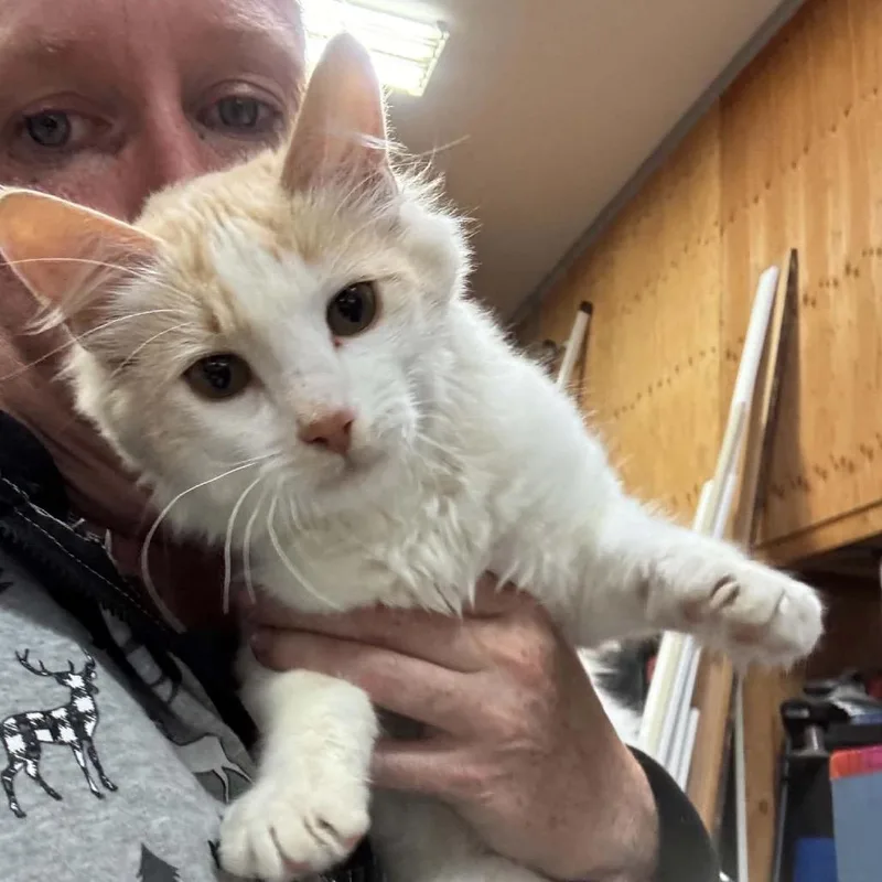 A baby small-sized male Domestic Long Hair cat named MSMRStray for adoption in Ferndale, WA
