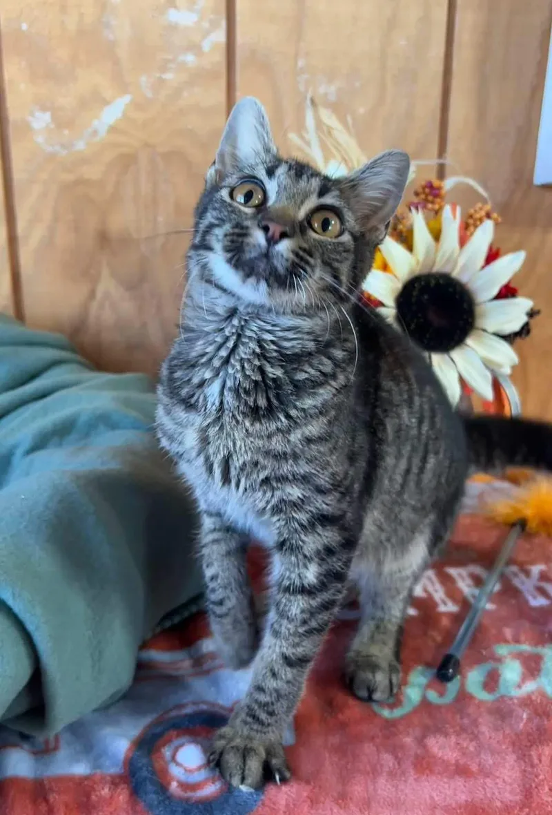 A young medium-sized male Domestic Short Hair cat named Max for adoption in Sullivan, MO