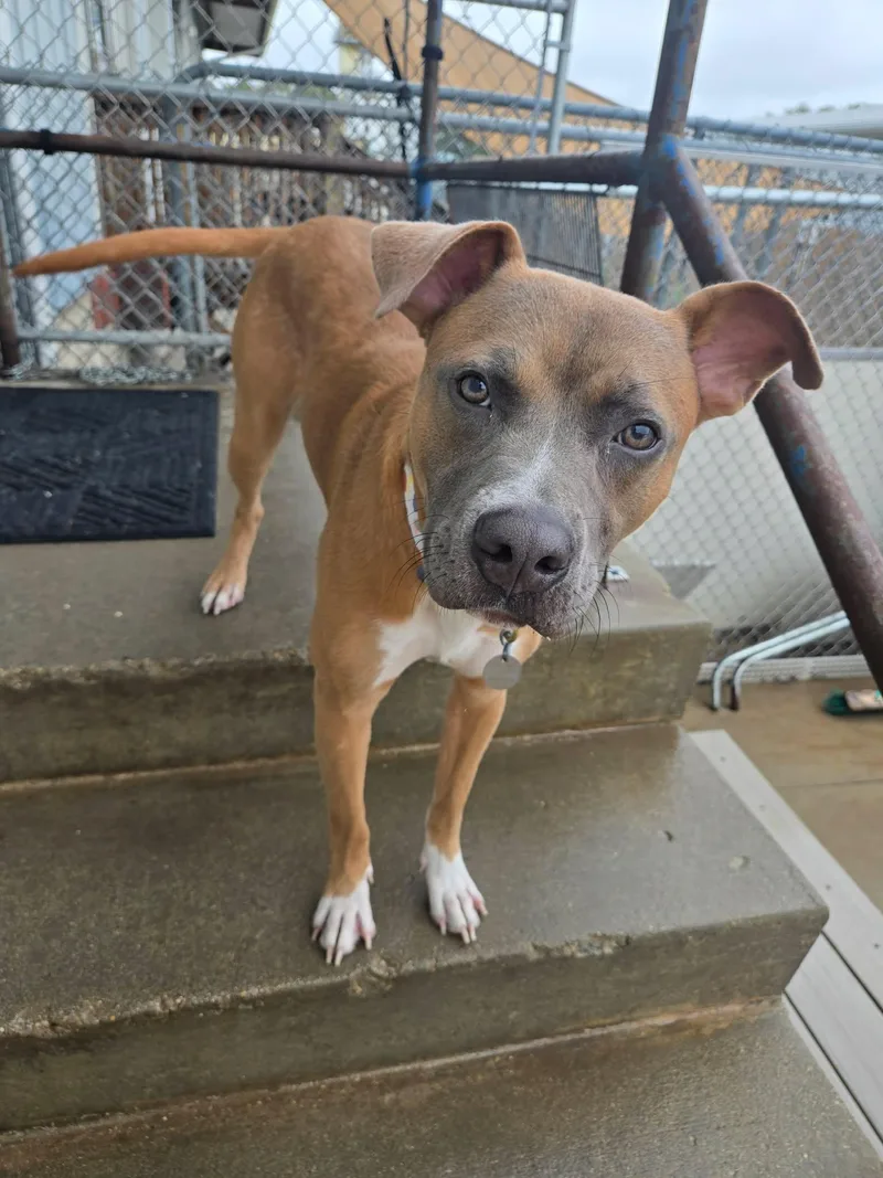 A young large-sized male Pit Bull Terrier dog named Dalzell for adoption in La Salle, IL
