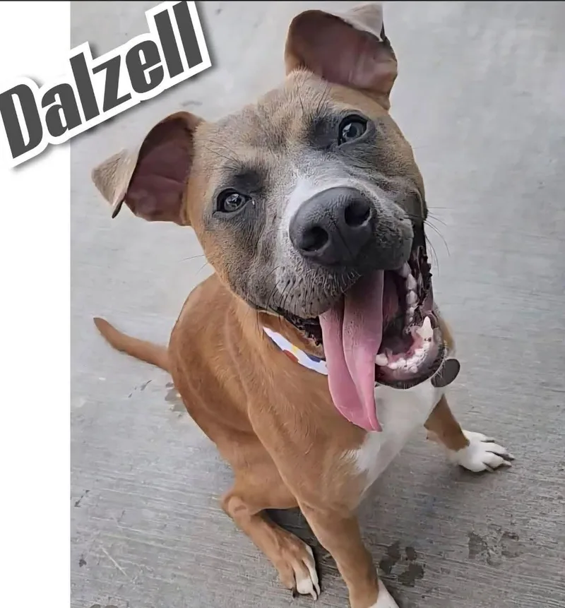 Dalzell thumbnail 4