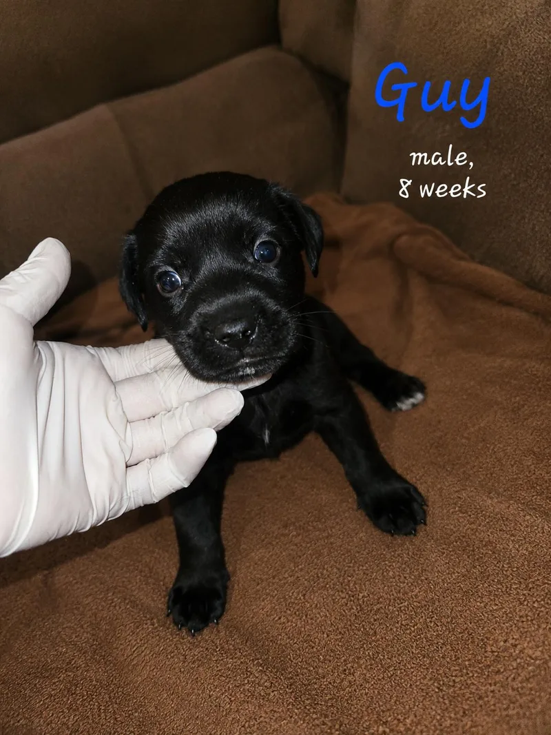 A baby medium-sized male Labrador Retriever dog named Guy for adoption in Carmel, NY