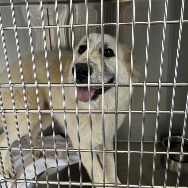 A young large-sized male Great Pyrenees dog named Hyde for adoption in Greensboro, NC