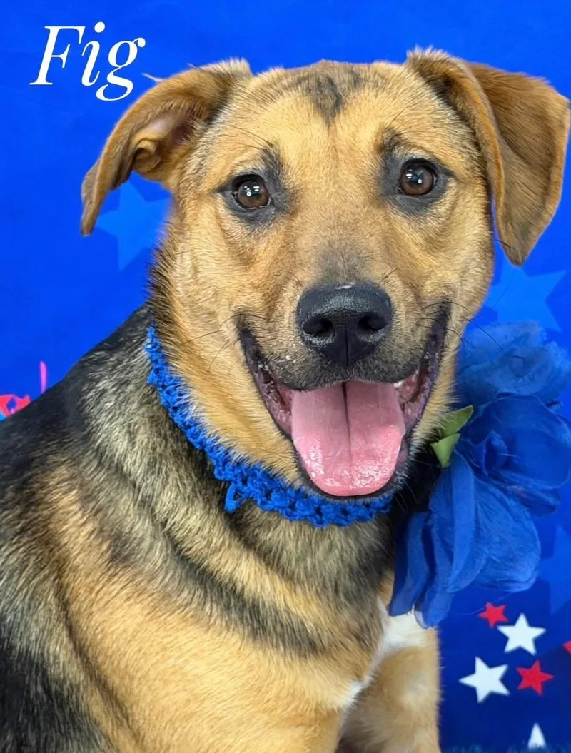 A young medium-sized female Black German Shepherd Dog dog named Fig for adoption in Flint, MI