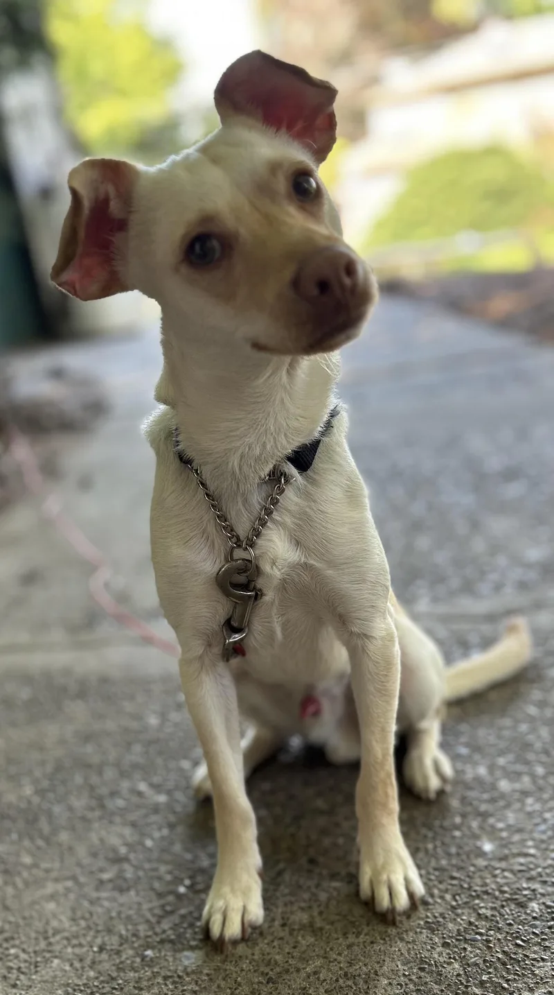 A young small-sized male Chihuahua dog named Dumbo for adoption in Tigard, OR