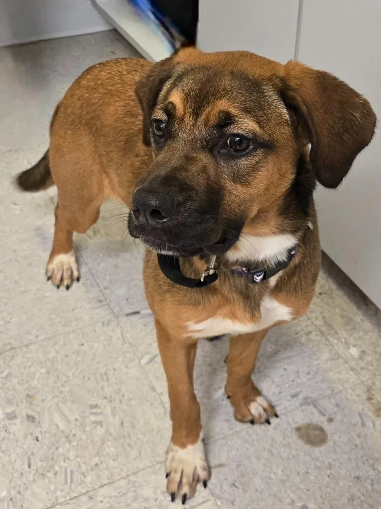 A baby medium-sized female Shepherd dog named Angel for adoption in Sandusky, OH