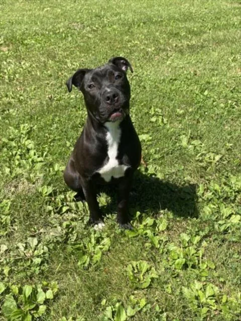 A young medium-sized female Pit Bull Terrier dog named Georgina for adoption in Clinton Township, MI