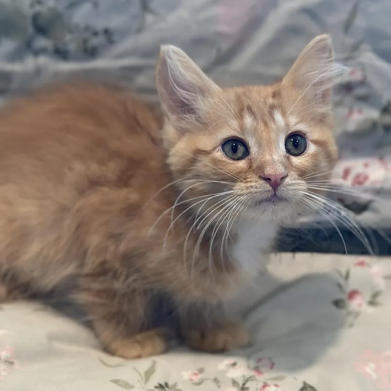 A baby small-sized female Orange / Red Domestic Medium Hair cat named Dorothy for adoption in Matteson, IL